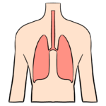 人体・肺