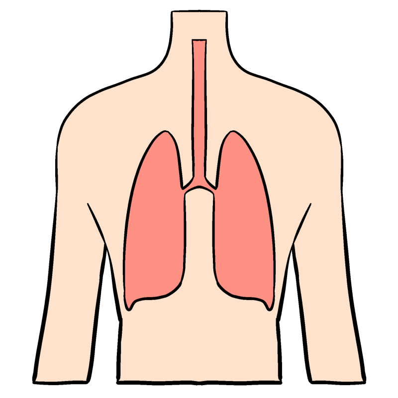 人体・肺
